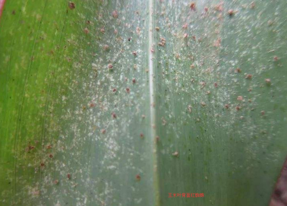 红蜘蛛对玉米有什么危害?该如何防治