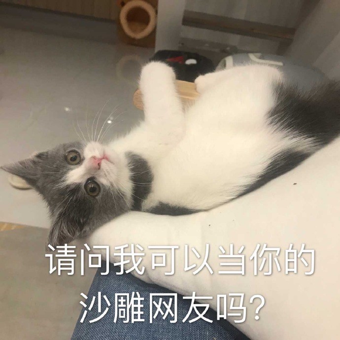 萌宠猫咪搞笑表情包:请问我可以当你的沙雕网友吗