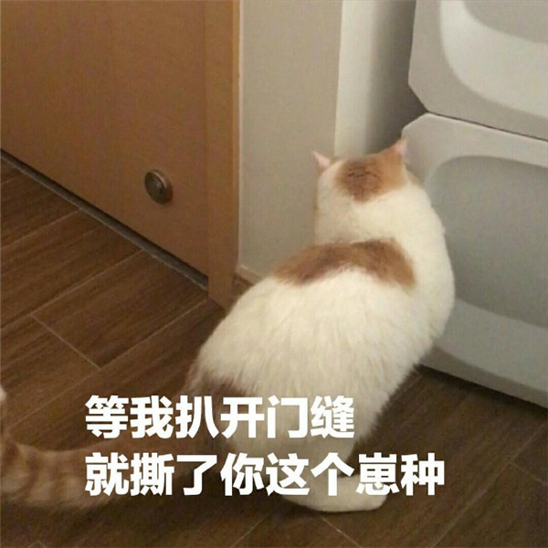 软萌可爱小猫咪爆笑表情包:等我扒开这个门缝,我就撕了你这个崽种