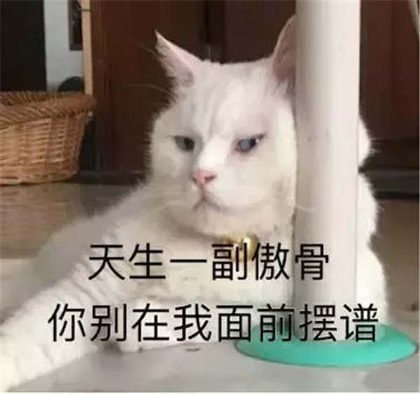 软萌可爱小猫咪爆笑表情包:天生一副傲骨,你别在我面前摆谱