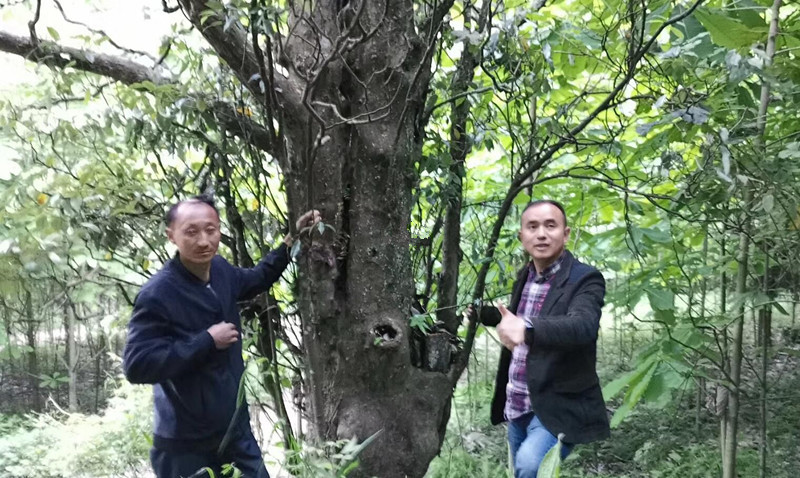 绵阳龙门山腹地有株千年老鹰茶王 树干空心却仍生机勃勃!