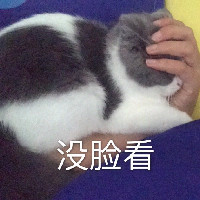 可爱萌宠猫咪爆笑表情包:捂住耳朵,不听猪话!