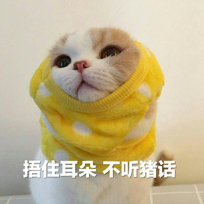 可爱萌宠猫咪爆笑表情包:捂住耳朵,不听猪话!