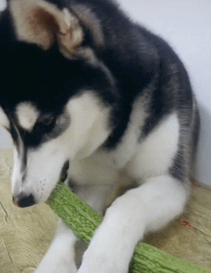 腾讯内容开放平台