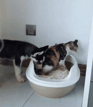 壁纸 动物 狗 狗狗 300_343 gif 动态图 动图