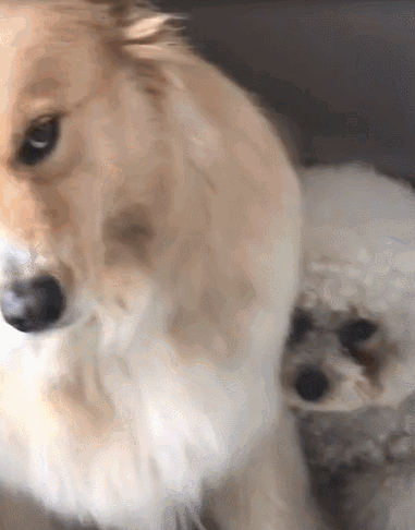 微信号:atdq520 爱泰迪犬贵宾狗狗