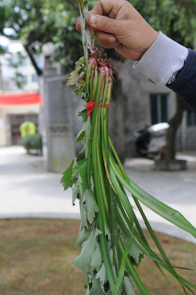 端午节挂艾草菖蒲,有讲究!回家提前一天学着做,长辈们