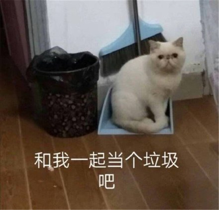 可爱萌宠猫咪搞笑表情包:和我一起当个垃圾吧