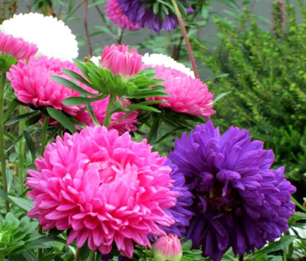 1种菊花,持续开花180天,花型美丽,颜色鲜艳,适合家养盆栽