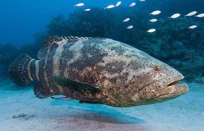 隐藏在深海的美食:石斑鱼