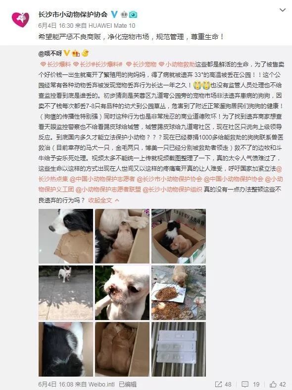 毛维力,犬瘟热,九道湾,谢世钊,爱狗人士,遛狗