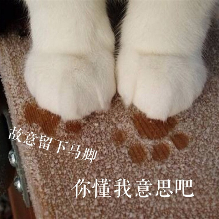 软萌可爱小猫咪搞笑表情包:故意留下马脚,你懂我意思吧?