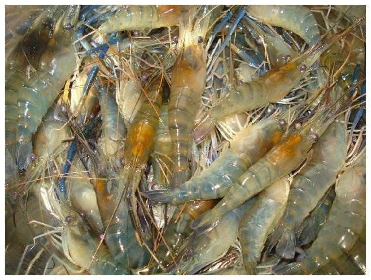 湄公河的大虾真的养肥了,一只一斤重,喊话中国游客:来