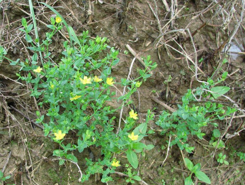 田野边常见的"降龙草",开着小黄花,咽喉痛用来煎水一