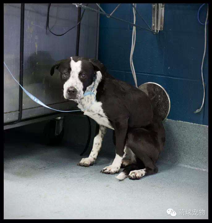 流浪小动物领养中心