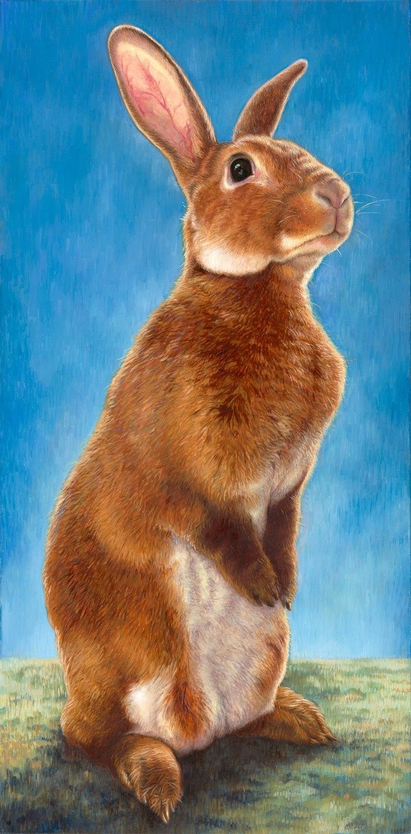 rabbits 彩色写实兔子插画