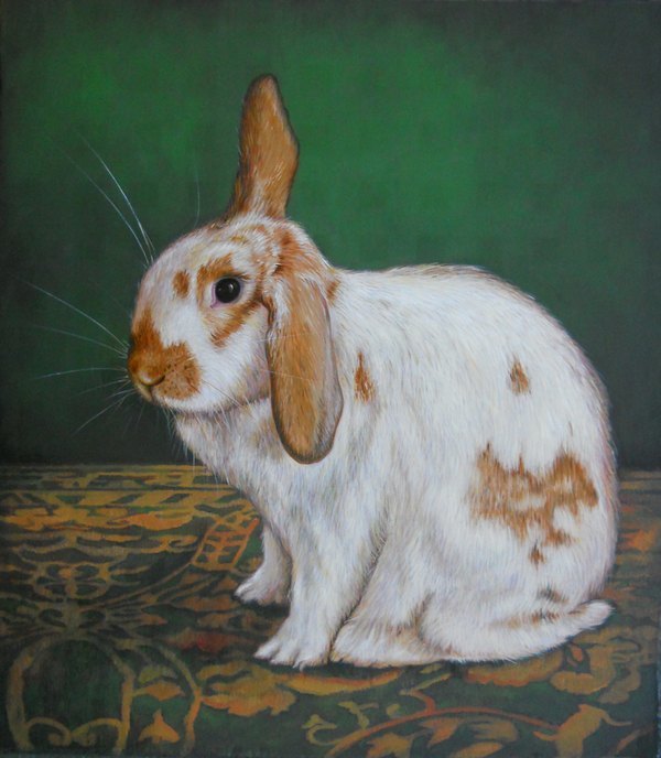 rabbits 彩色写实兔子插画