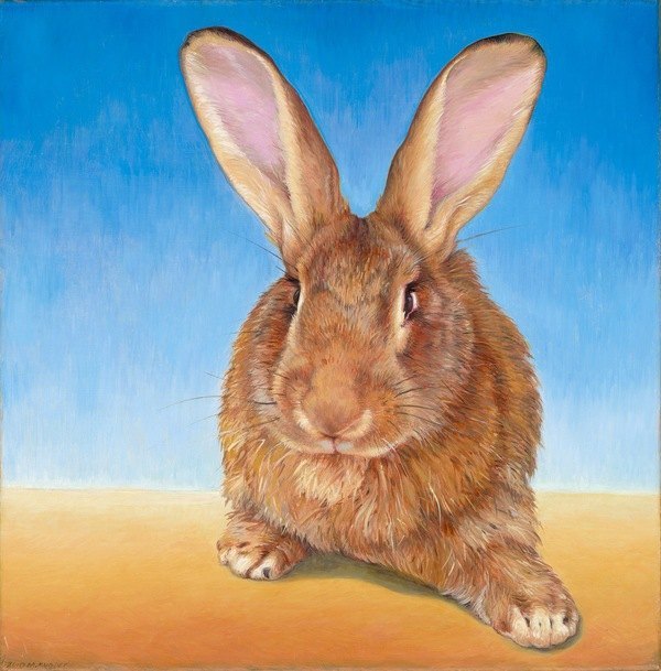 rabbits 彩色写实兔子插画
