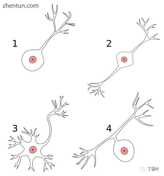 不同种类的神经元: 1单极神经元 2双极神经元 3多极神经元 4假单极