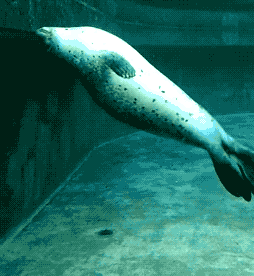 你还在吸猫?当代年轻人已经开始云吸海豹了