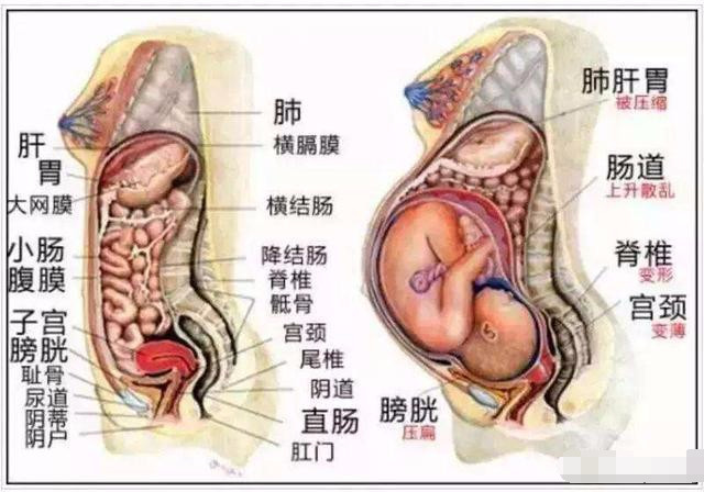 怀孕14周,肚子出来了,但胃也很鼓,就这三个原因,错不了