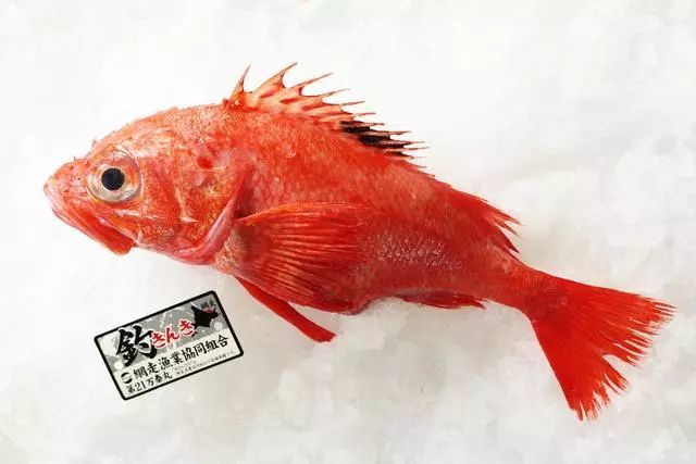 kuaibao