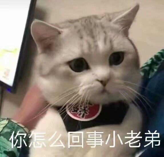 6,期待的小眼神