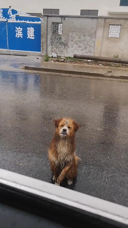 工地赡养的流浪狗,得知工人离开时,站在雨中送别,网友