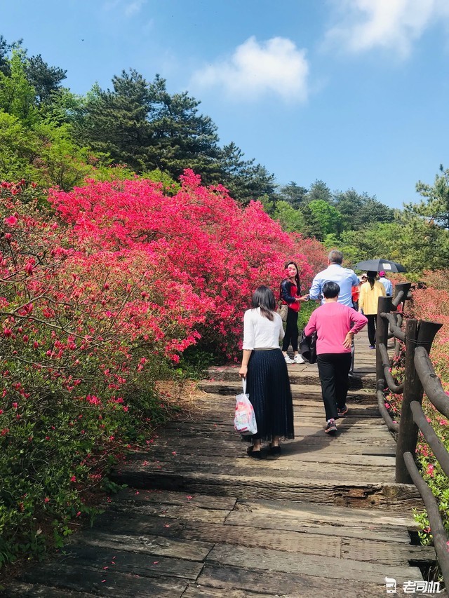 麻城,龟峰山,山门,杜鹃花海,杜鹃花,索道