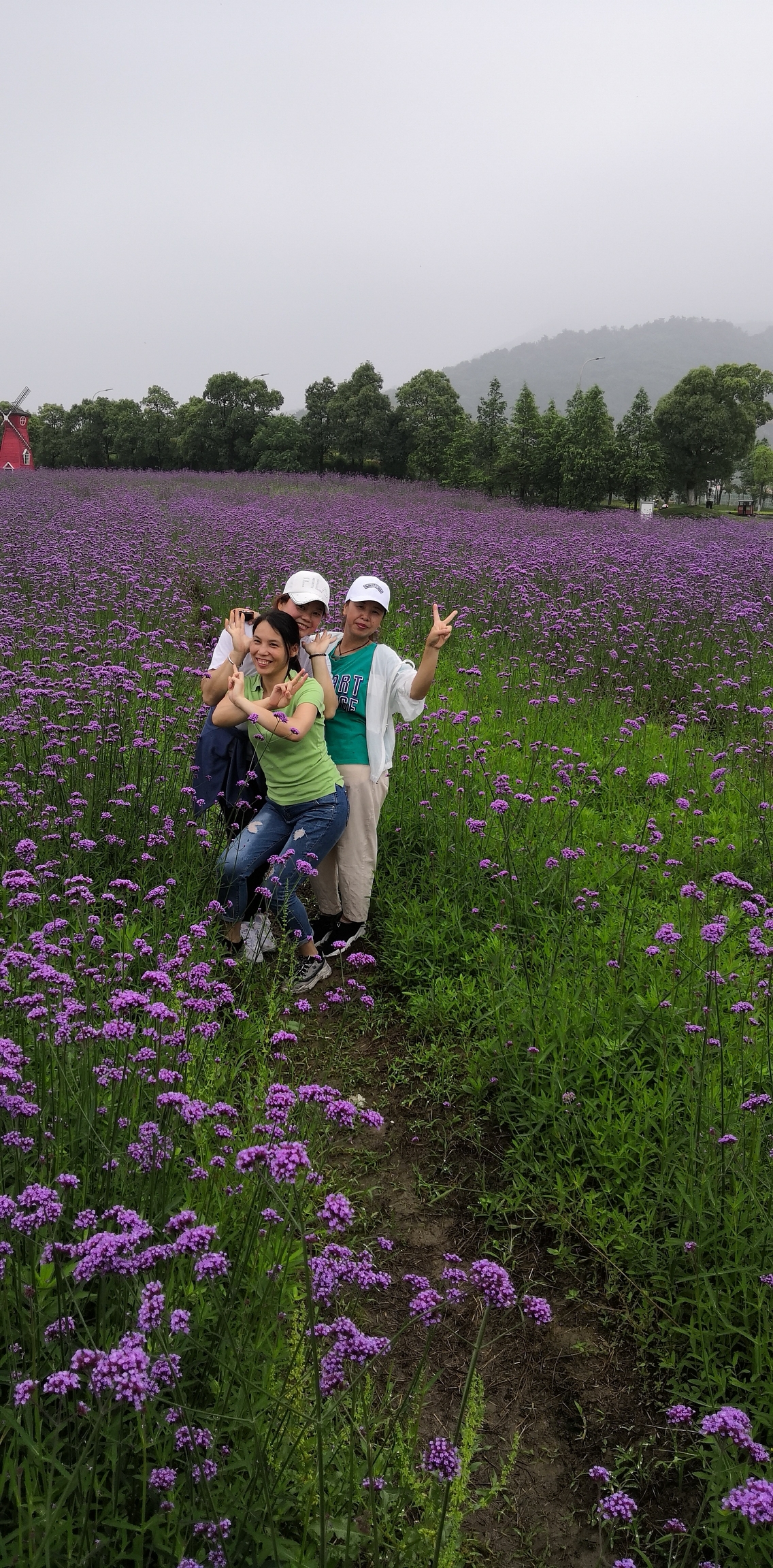 宁波荪湖花海,好漂亮的花,我却不知道这花的名字