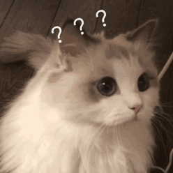 壁纸 动物 猫 猫咪 小猫 桌面 248_248 gif 动态图 动图