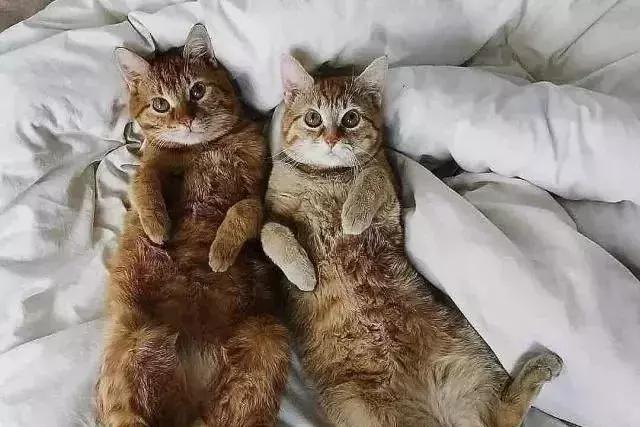 猫咪之间腻歪的爱情让人羡慕,你有被你家猫的爱情酸到