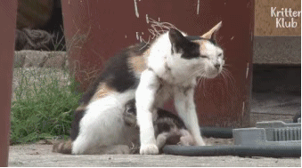 猫妈妈诠释的