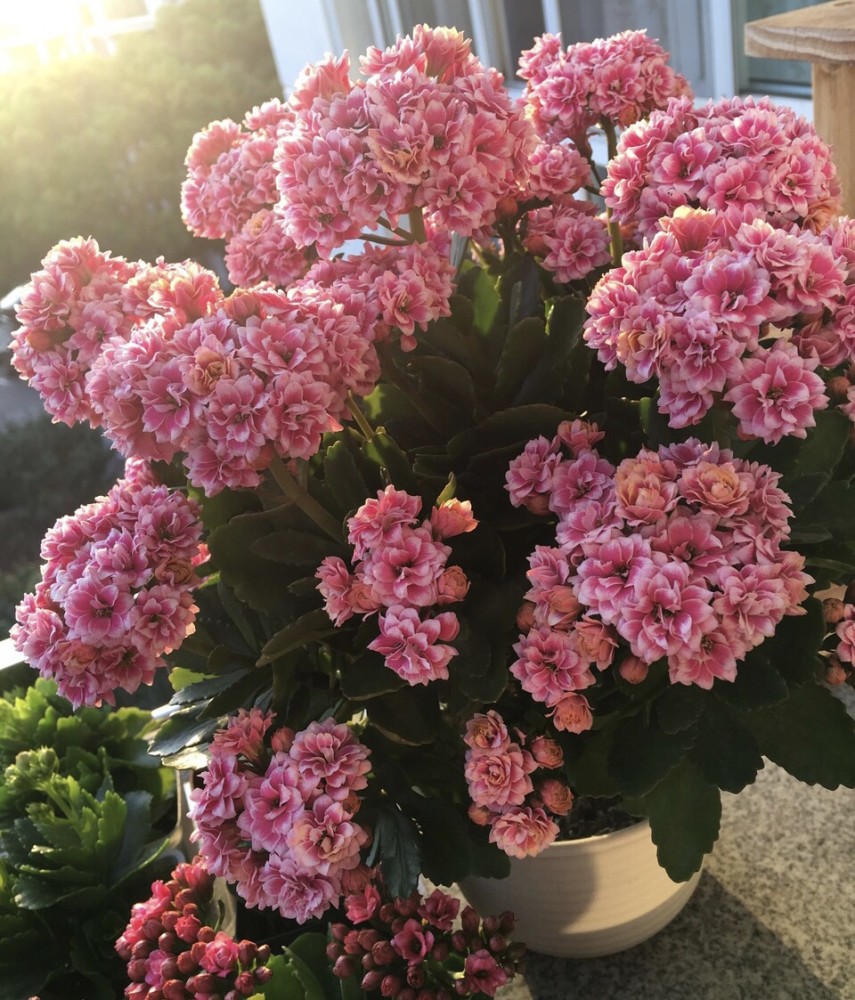 逛花市卖的"长寿花",为什么"满头花苞"?其实"秘诀"有3