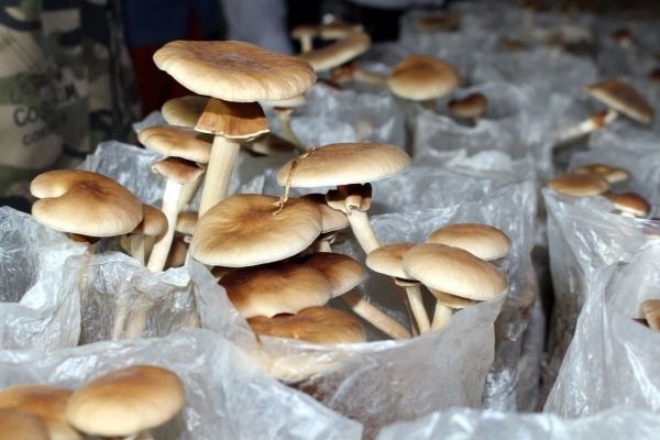 5. 食用菌种植