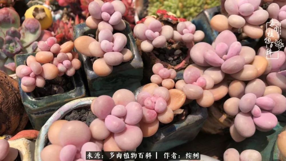 黄金雨