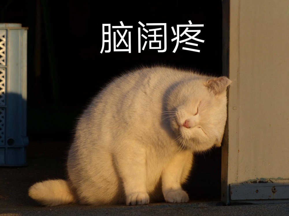 无水印萌宠表情包 :生活压力大,猫咪表示脑阔疼.