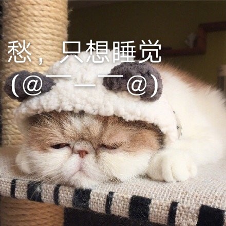 超可爱"萌宠"表情:一脸忧愁的猫咪,困困哒!