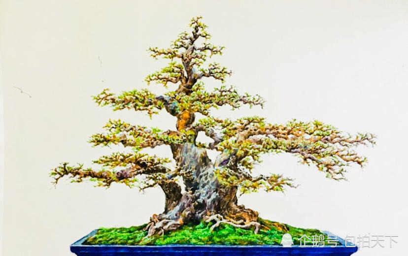 盆景欣赏:怪桩作品观赏 造型别致新颖独特 气质飘逸潇洒 好靓