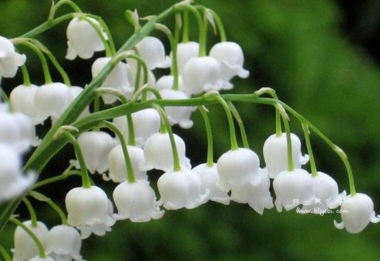 这花洁白高雅,花开一串串像小铃铛,盆栽一株在家,香飘