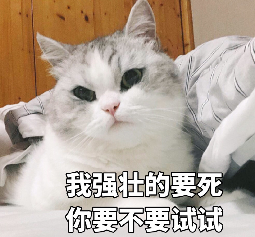 可爱萌宠猫咪搞笑表情包:处不来就散,多大点事儿