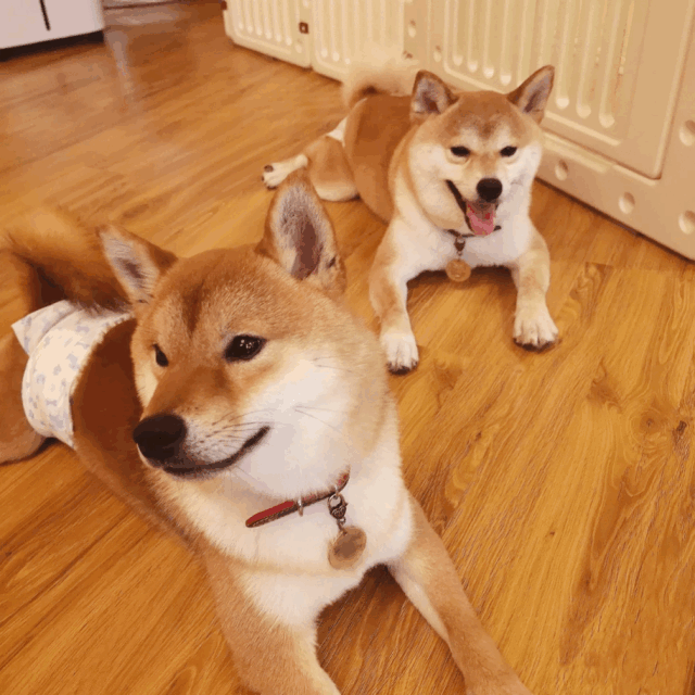 西安7家黄金吸猫撸狗圣地!布偶,柴犬,柯基……太上头了!