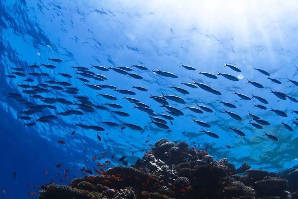 世界海洋日:珍惜海洋资源 保护海洋生物多样性