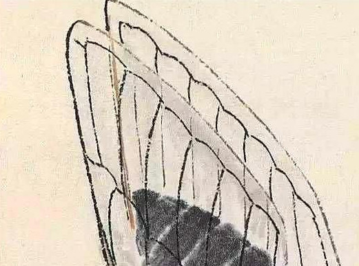 蝉什么副成语_蝉长什么样子图片