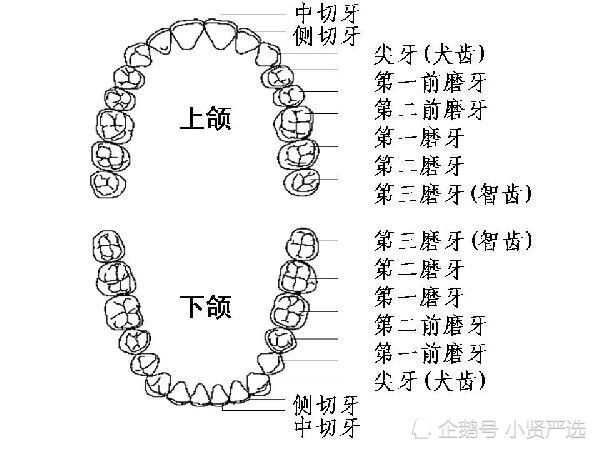 正常人有多少颗牙齿?看完你再数一数