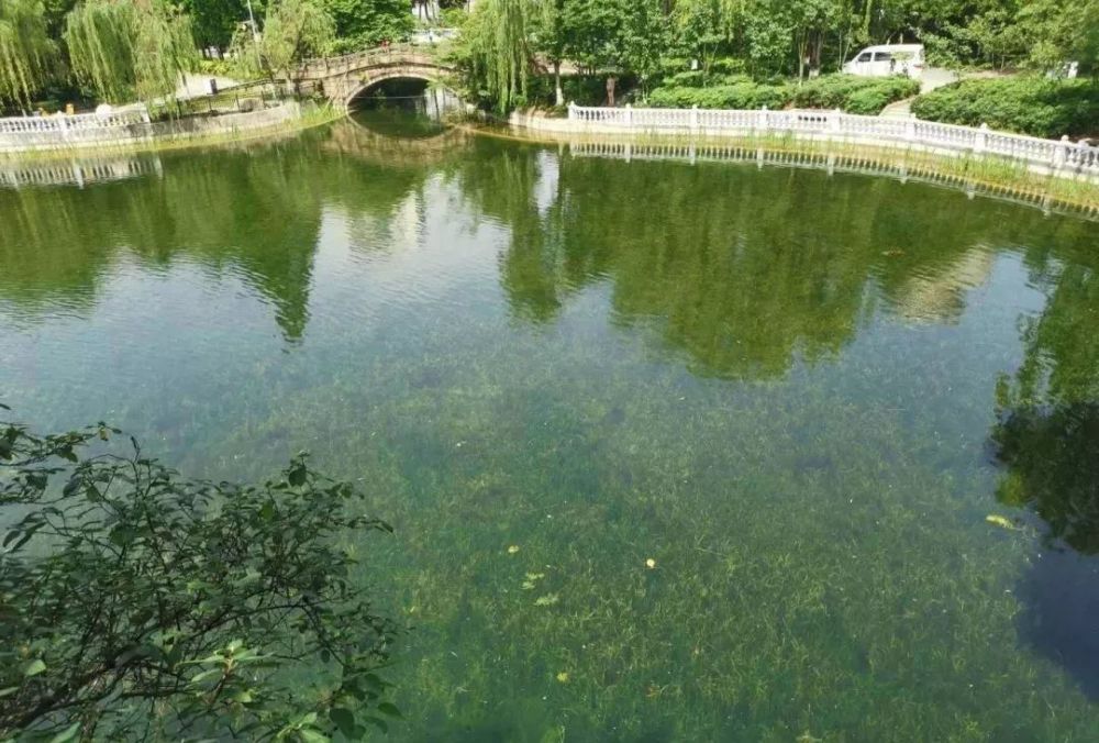 美呆了!绵阳人民公园人工湖经过