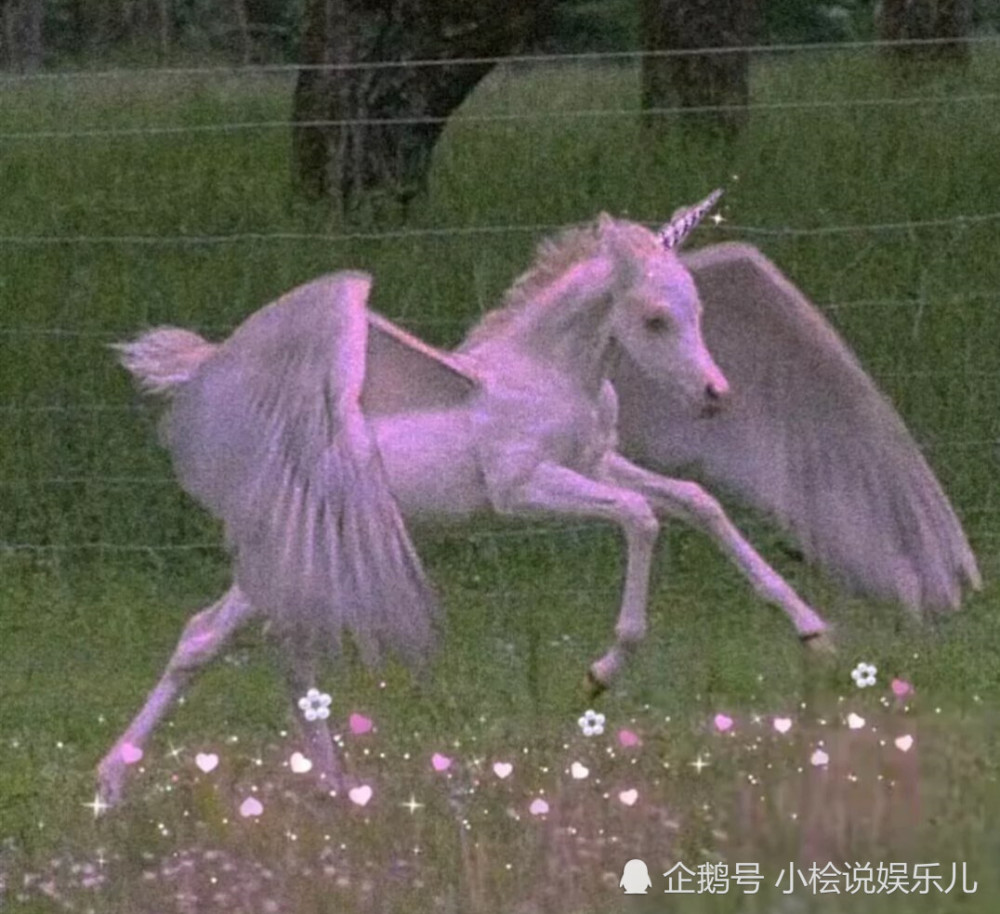 好运连连,图片中的独角兽看起来真的是非常漂亮的,长着一双翅膀仿佛在