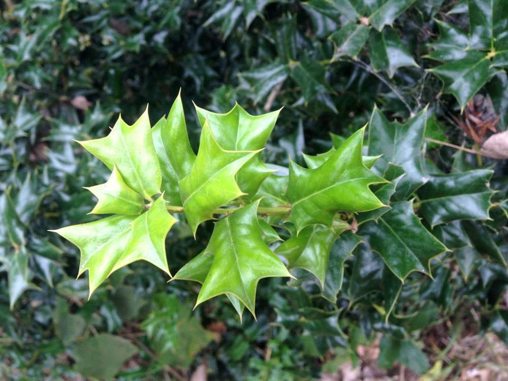 农村一种植物,鸟见到就飞走,人称"八角刺",盆栽做盆景