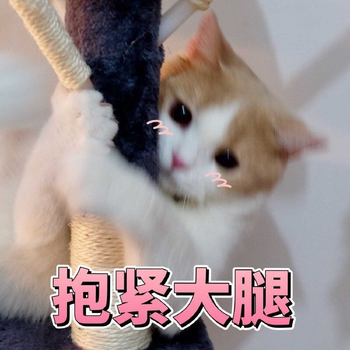 可爱猫咪搞笑表情包:高冷男神,不聊天!