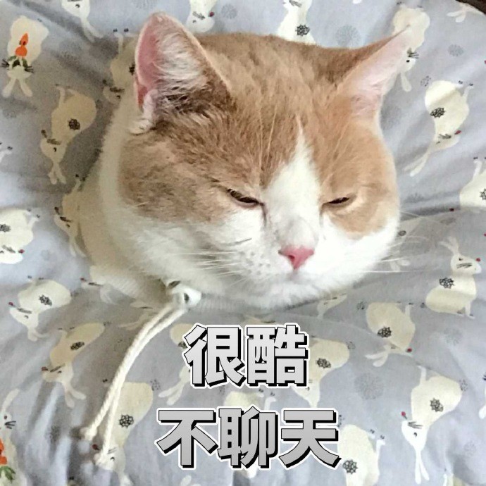 可爱猫咪搞笑表情包:高冷男神,不聊天!